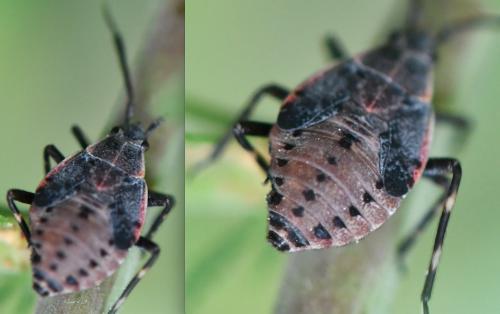 Réf. 324 232 : Deraeocoris trifasciatus